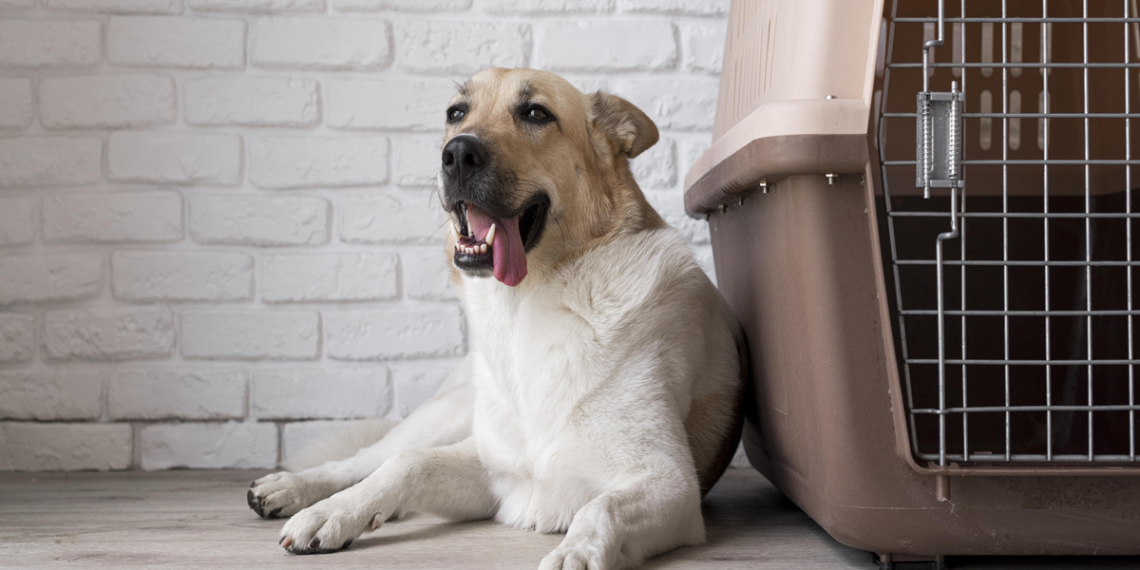 Best Dog Boarding in KL