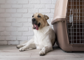 Best Dog Boarding in KL