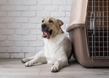 Best Dog Boarding in KL