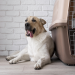 Best Dog Boarding in KL